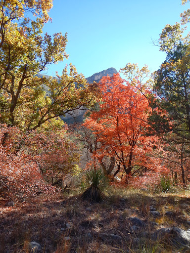 McKittrick Canyon in Fall Color; a Texas Tradition