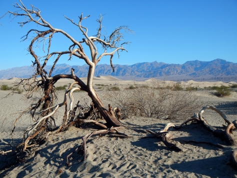 Death Valley Honeymoon (36)